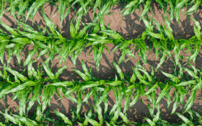 How Do You Know When to Harvest Corn?