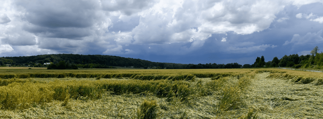 Now agronomic leaders can rely on Sentera's analytics for critical Crop Damage Insights