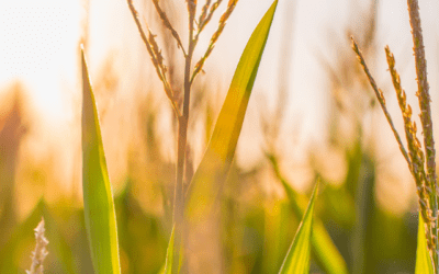 Crop Insights Deep Dive: Tassel Count