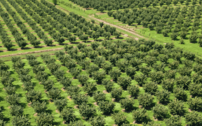 Innovation in the Sky: Combatting Issues Facing Permanent Crops