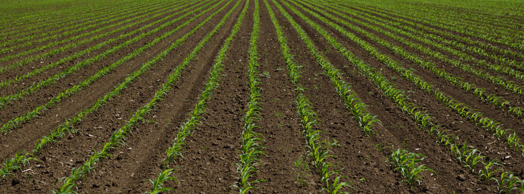 crop emergence