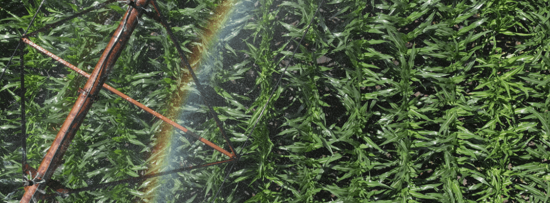 what crops use the most water