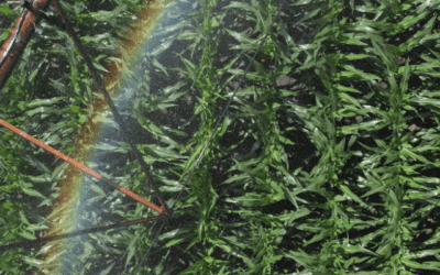 What Crops Use the Most Water — and What We Can Do About It