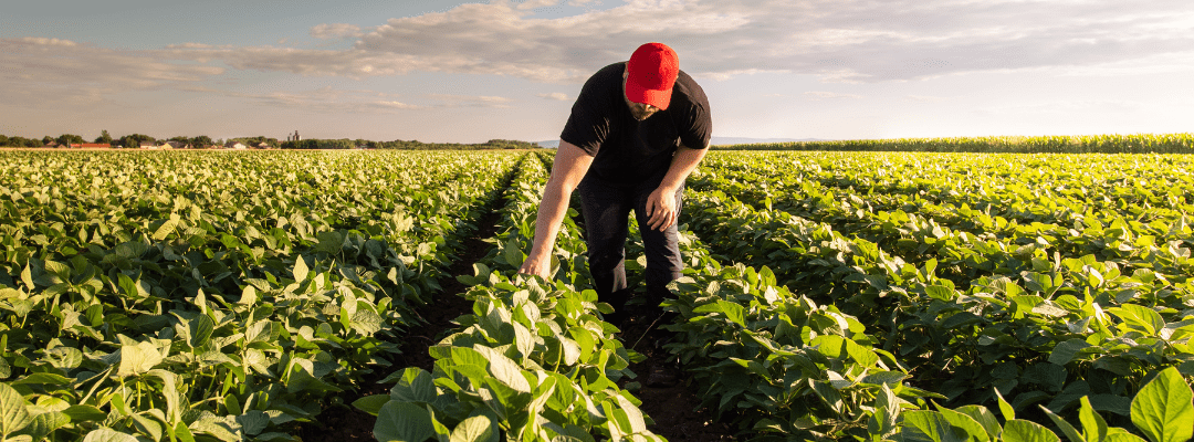 What do drones have to do with phenotyping in agriculture? Everything.
