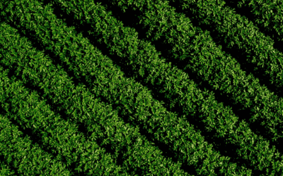 Detecting the Otherwise Undetectable with Red-Edge Chlorophyll Index