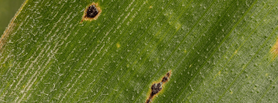 Remote sensing has a role in helping to detect tar spot in corn