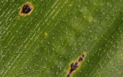 The Role of Remote Sensing in Mitigating the Impact of Tar Spot