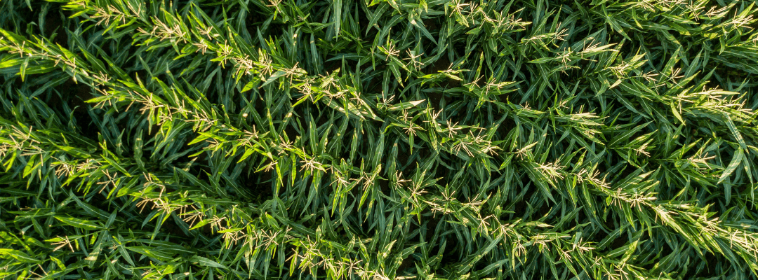 Aerial imagery of a corn field