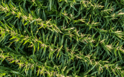 How to Avoid the Scare of Ghost Corn Imagery This Season
