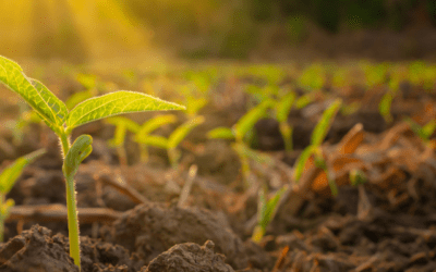 What is the Role of Aerial Imagery in Advancing Soil Fertility?