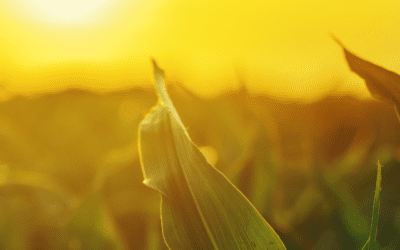 Estimating Biomass with Remote Sensing