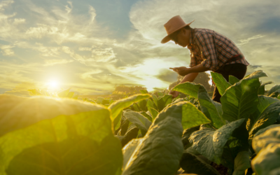 Can Sustainable Agriculture Feed the World?